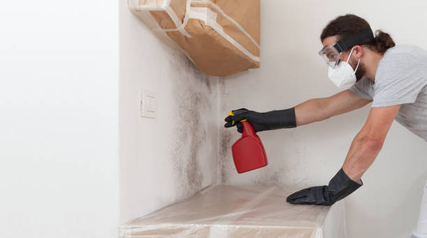 Professional Black Mold Removal technician working in Martinsville, NJ